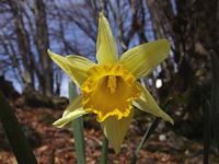 Jonquille. Fleur. Cliquer pour agrandir l'image.