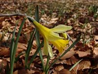 Jonquille. Fleur. Cliquer pour agrandir l'image.