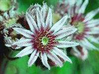 Joubarbe des toits. Fleurs. Cliquer pour agrandir l'image.