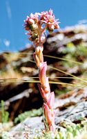 Joubarbe des toits. Plante. Cliquer pour agrandir l'image.