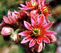 Joubarbe des toits. Fleur. Cliquer pour agrandir l'image.