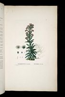 Joubarbe des toits. Planche d'identification redoute. Cliquer pour agrandir l'image.
