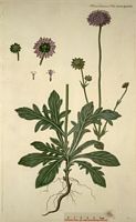 Knautie des champs. Planche d'identification Flora danica. Cliquer pour agrandir l'image.