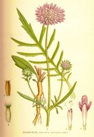 Knautie des champs. Planche d'identification Linnemand. Cliquer pour agrandir l'image.