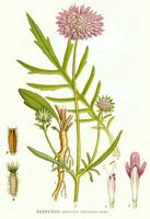 Knautie des champs. Planche d'identification Linnemand. Cliquer pour agrandir l'image.