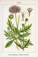 Knautie des champs. Planche d'identification Sturm. Cliquer pour agrandir l'image.