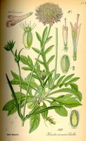 Knautie des champs. Planche d'identification Thomé. Cliquer pour agrandir l'image.