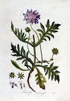 Knautie des champs. Planche d'identification Flora batava. Cliquer pour agrandir l'image.