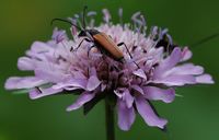 Knautie des champs. Fleur, Montchier. Cliquer pour agrandir l'image.