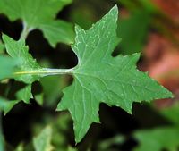 Laitue des murailles. Feuilles, les Goules. Cliquer pour agrandir l'image.