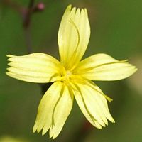 Laitue des murailles. Fleur, Montchier. Cliquer pour agrandir l'image.