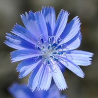 Laitue vivace. Fleur, Côtes de Clermont. Cliquer pour agrandir l'image.
