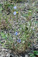 Laitue vivace. Plante, Côtes de Clermont. Cliquer pour agrandir l'image.