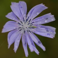 Laitue vivace. Fleur, Côtes de Clermont. Cliquer pour agrandir l'image.
