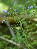 Laitue vivace. Tiges florales, Montchier. Cliquer pour agrandir l'image.