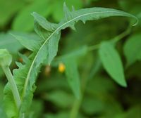 Laitue vivace. Feuille, Montchier. Cliquer pour agrandir l'image.