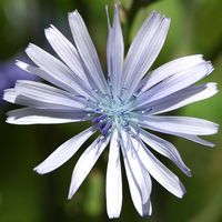 Laitue vivace. Fleur, Montchier. Cliquer pour agrandir l'image.