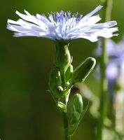 Laitue vivace. Calice, Montchier. Cliquer pour agrandir l'image.