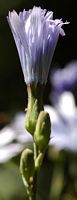Laitue vivace. Fleur en bouton, Montchier. Cliquer pour agrandir l'image.