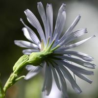 Laitue vivace. Calice, Montchier. Cliquer pour agrandir l'image.