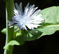 Laitue vivace. Fleur, Montchier. Cliquer pour agrandir l'image.