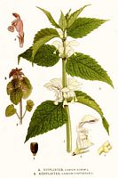 Lamier blanc. Planche d'identification Linnemand. Cliquer pour agrandir l'image.