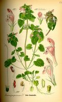 Lamier pourpre. Planche d'identification. Cliquer pour agrandir l'image.