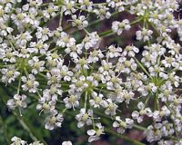Laser de france. Fleurs. Cliquer pour agrandir l'image.