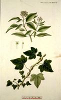Lierre grimpant. Dessin d'identification. Cliquer pour agrandir l'image.