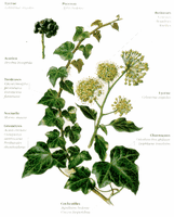 Lierre grimpant. Parasites. Cliquer pour agrandir l'image.