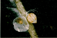 Cochenille du Lierre