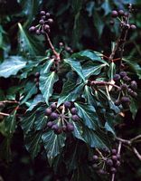 Lierre grimpant. Fruits mûrs. Cliquer pour agrandir l'image.