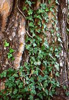 Lierre grimpant. Plante. Cliquer pour agrandir l'image.