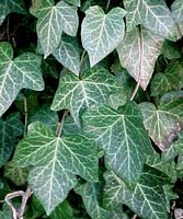Lierre grimpant. Feuilles. Cliquer pour agrandir l'image.