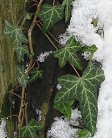 Lierre grimpant. Sous la neige. Cliquer pour agrandir l'image.