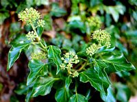 Lierre grimpant. Fleurs. Cliquer pour agrandir l'image.