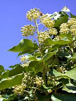 Lierre grimpant. Fleurs. Cliquer pour agrandir l'image.