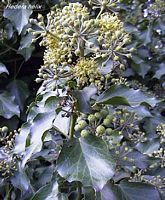 Lierre grimpant. Fruits. Cliquer pour agrandir l'image.