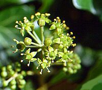 Lierre grimpant. Fruits. Cliquer pour agrandir l'image.