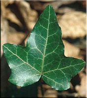 Lierre grimpant. Feuille. Cliquer pour agrandir l'image.