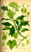 Lierre grimpant. Planche d'identification. Cliquer pour agrandir l'image.
