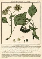 Lierre grimpant. Planche d'identification. Cliquer pour agrandir l'image.
