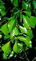 Lierre grimpant. Feuilles. Cliquer pour agrandir l'image.