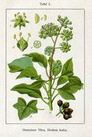 Lierre grimpant. Cliquer pour agrandir l'image.