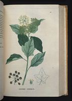 Lierre grimpant. Planche d'identification Saint-hilaire. Cliquer pour agrandir l'image.