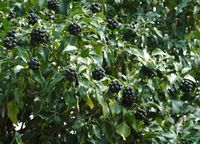 Lierre grimpant. Fruits, Villars. Cliquer pour agrandir l'image.