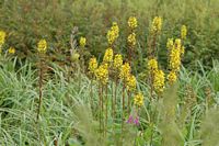 Ligulaire de Sibérie. Plantes, narse d'Espinasse. Cliquer pour agrandir l'image.