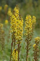 Ligulaire de Sibérie. Hampes florales, narse d'Espinasse. Cliquer pour agrandir l'image.