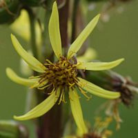 Ligulaire de Sibérie. Fleur, narse d'Espinasse. Cliquer pour agrandir l'image.