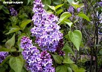 Lilas commun. Cliquer pour agrandir l'image.
